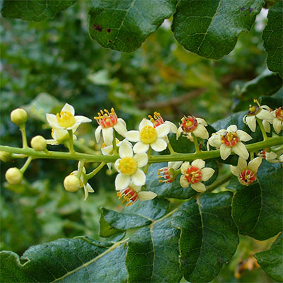 Boswellia Serrata